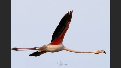 Flamingo