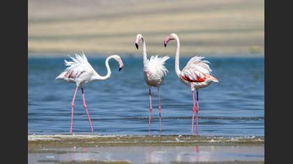 Flamingo