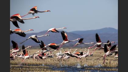 Flamingo