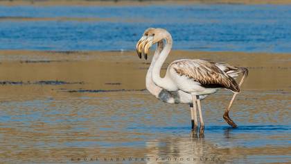 Flamingo