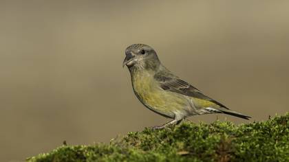Çaprazgaga » Red Crossbill » Loxia curvirostra