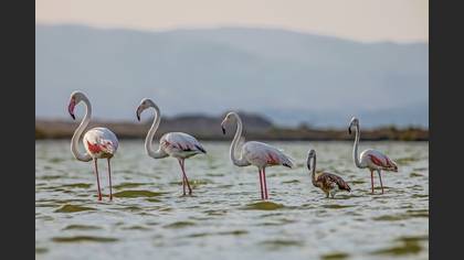Flamingo