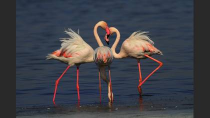 Flamingo