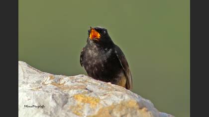 Kara kızılkuyruk