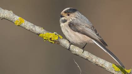 Uzunkuyruklu baştankara