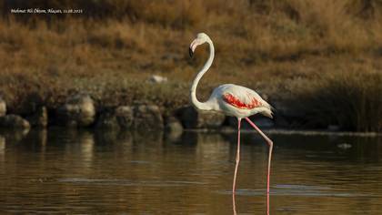 Flamingo