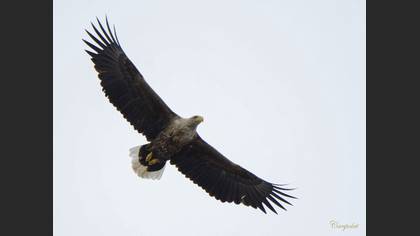 Akkuyruklu kartal