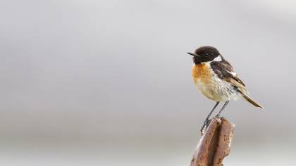 Taşkuşu » European Stonechat » Saxicola rubicola