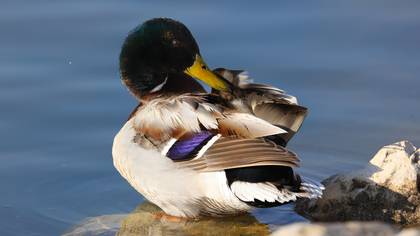 Yeşilbaş » Mallard » Anas platyrhynchos