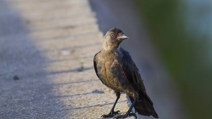 Küçük karga » Western Jackdaw » Coloeus monedula