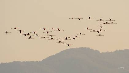 Flamingo