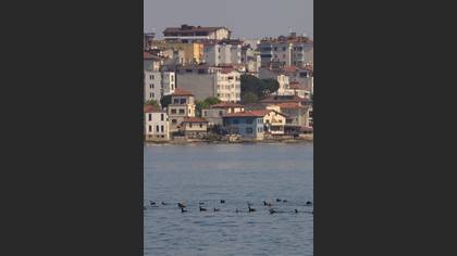 Karaboyunlu batağan