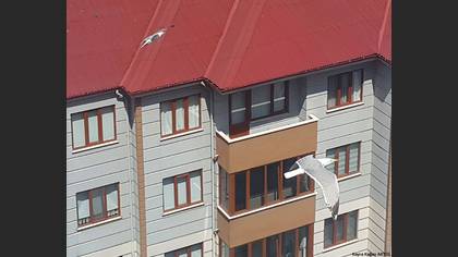 Gümüş martı