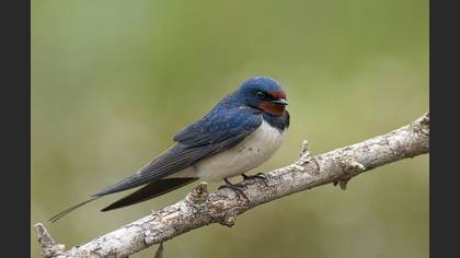 Kır kırlangıcı