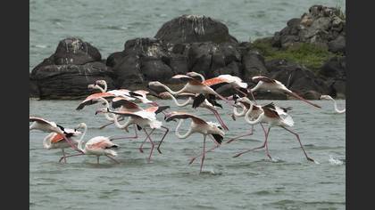 Flamingo