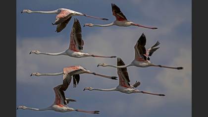 Flamingo