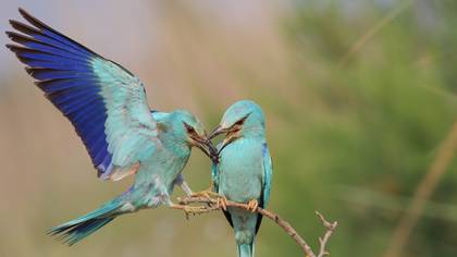 Gökkuzgun » European Roller » Coracias garrulus