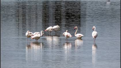 Flamingo