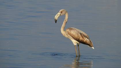 Flamingo » Greater Flamingo » Phoenicopterus roseus