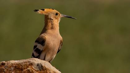 İbibik » Eurasian Hoopoe » Upupa epops