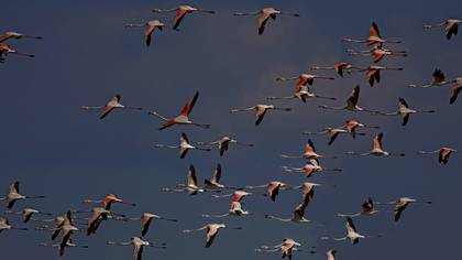 Flamingo