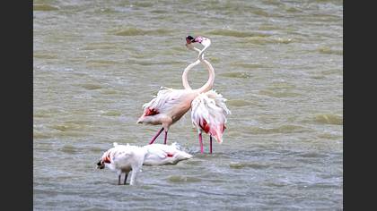 Flamingo
