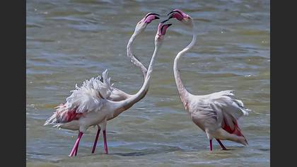 Flamingo