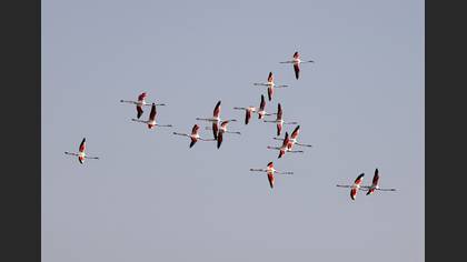Flamingo