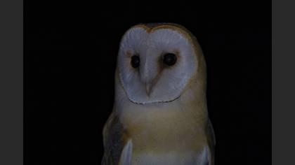 Peçeli baykuş