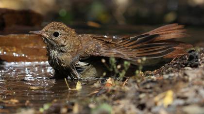 Bülbül » Common Nightingale » Luscinia megarhynchos