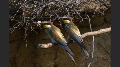 Arıkuşu