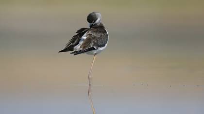 Uzunbacak » Black-winged Stilt » Himantopus himantopus