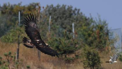 Şah kartal