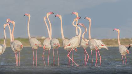 Flamingo