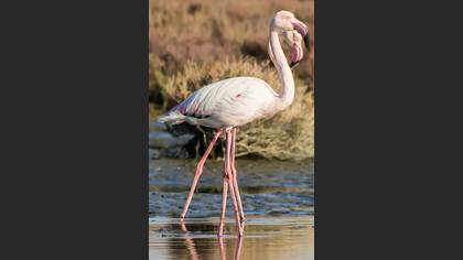 Flamingo