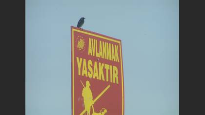 Kara kızılkuyruk