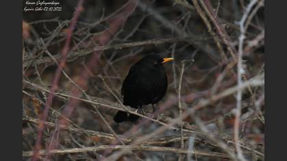 Karatavuk