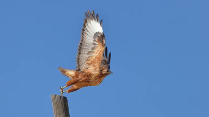 Kızıl şahin » Long-legged Buzzard » Buteo rufinus