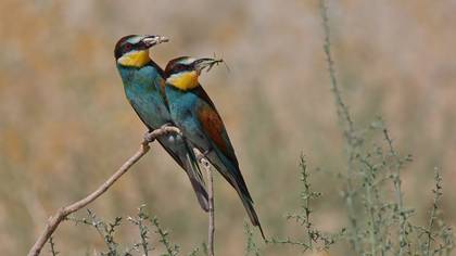 Arıkuşu » European Bee-eater » Merops apiaster