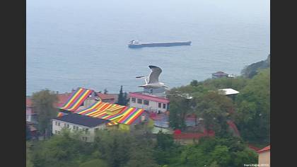 Gümüş martı
