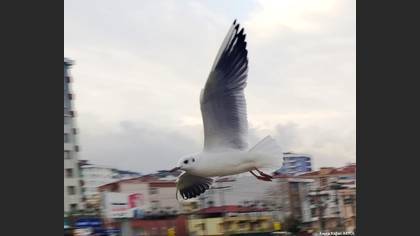 Karabaş martı