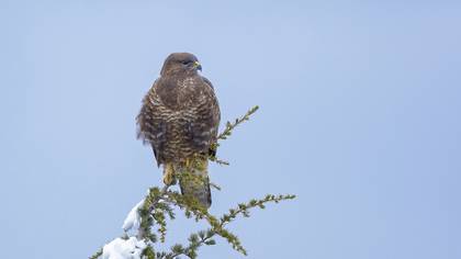 Şahin » Common Buzzard » Buteo buteo