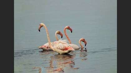 Flamingo