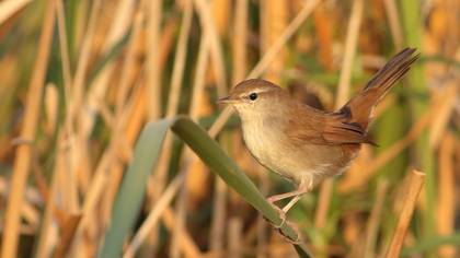 Kamışbülbülü » Cetti`s Warbler » Cettia cetti