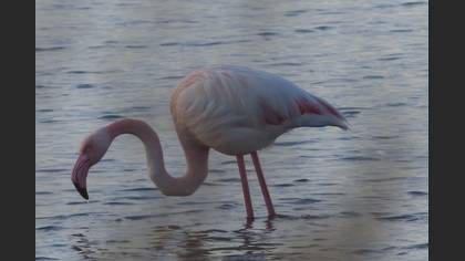 Flamingo