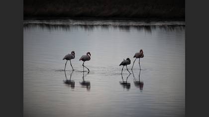 Flamingo