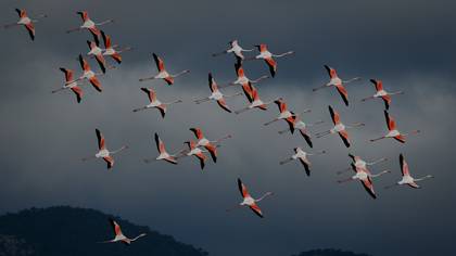 Flamingo
