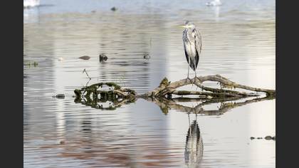 Gri balıkçıl