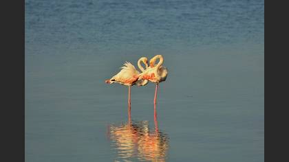 Flamingo