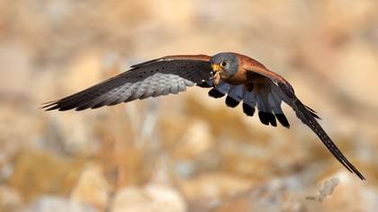 Küçük kerkenez